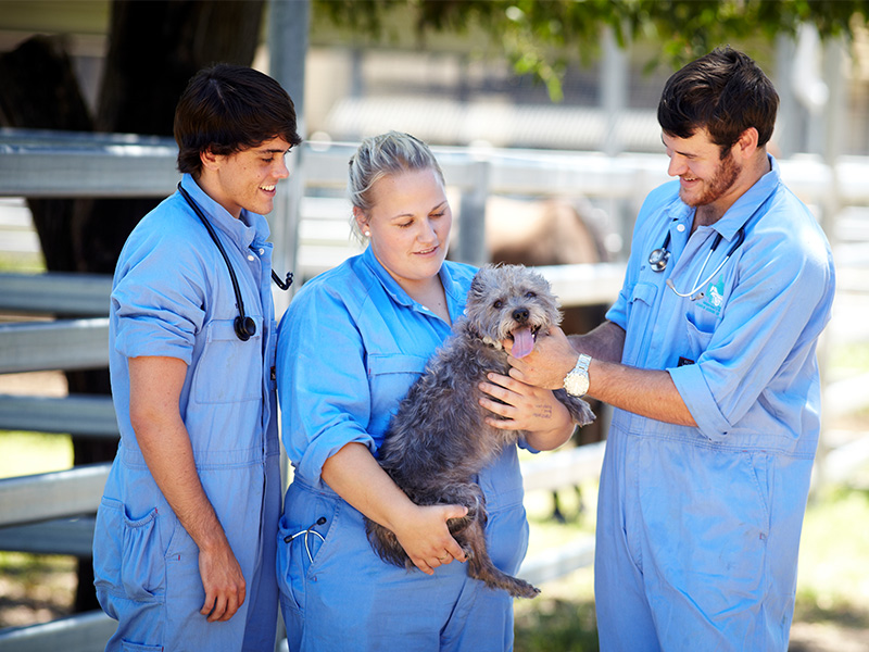 Veterinary